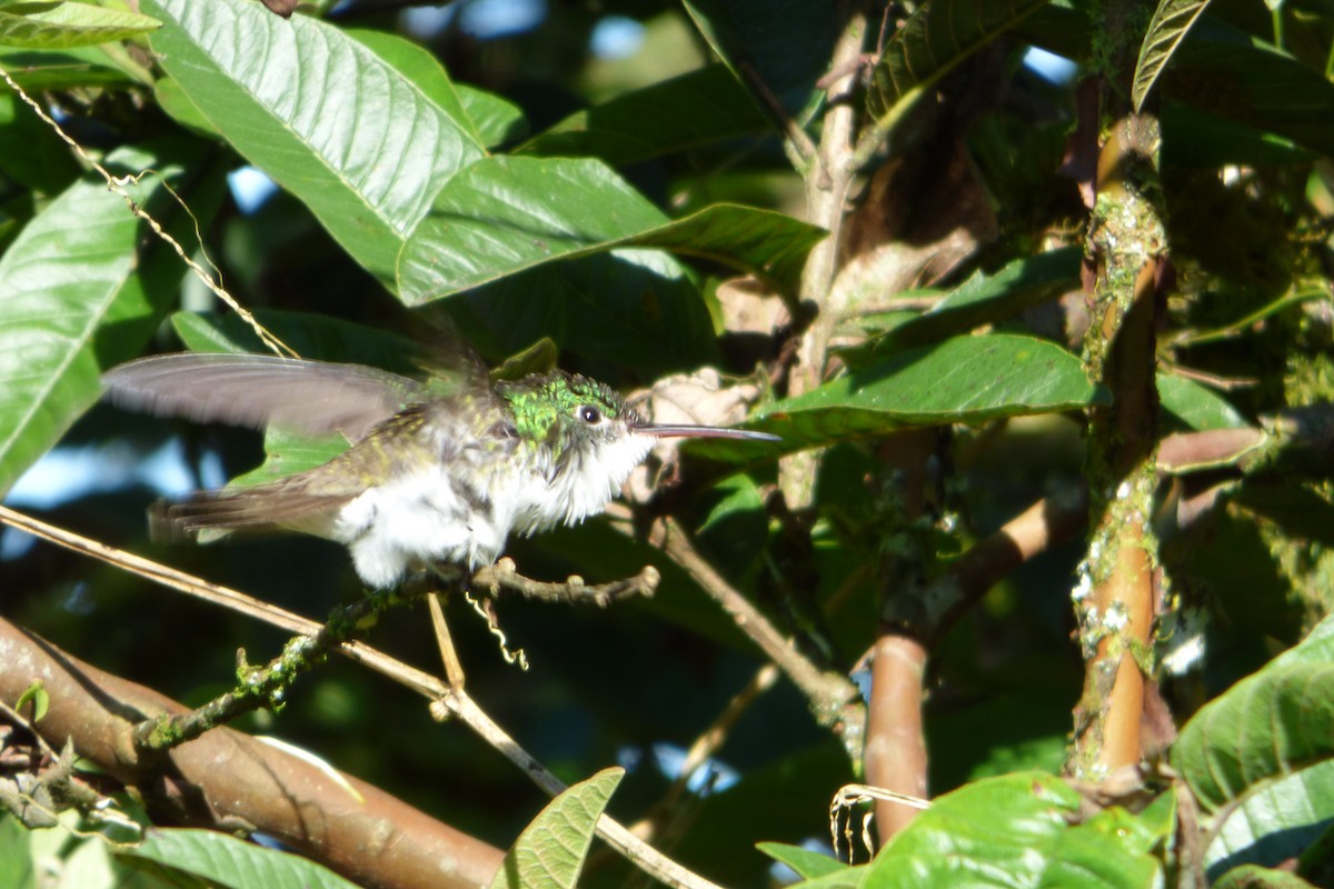 kolibřík andský - ML315406401