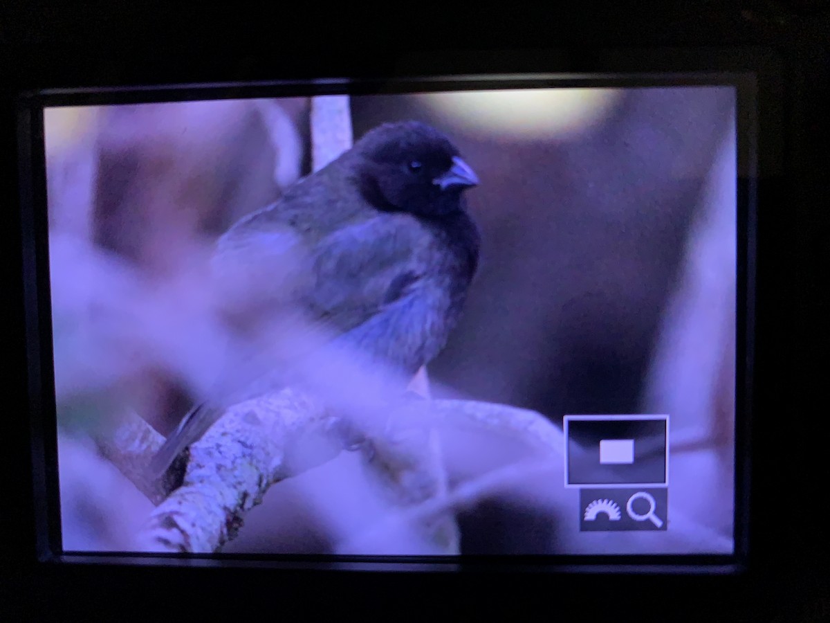 Black-faced Grassquit - ML315406461