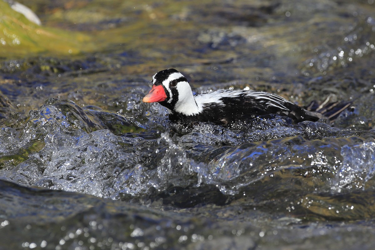 Torrent Duck - ML315408421