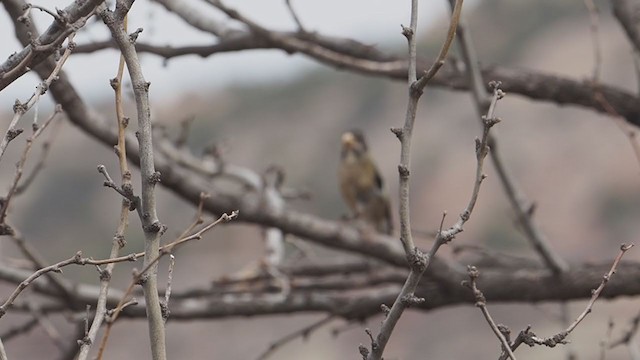 Evening Grosbeak - ML315408641