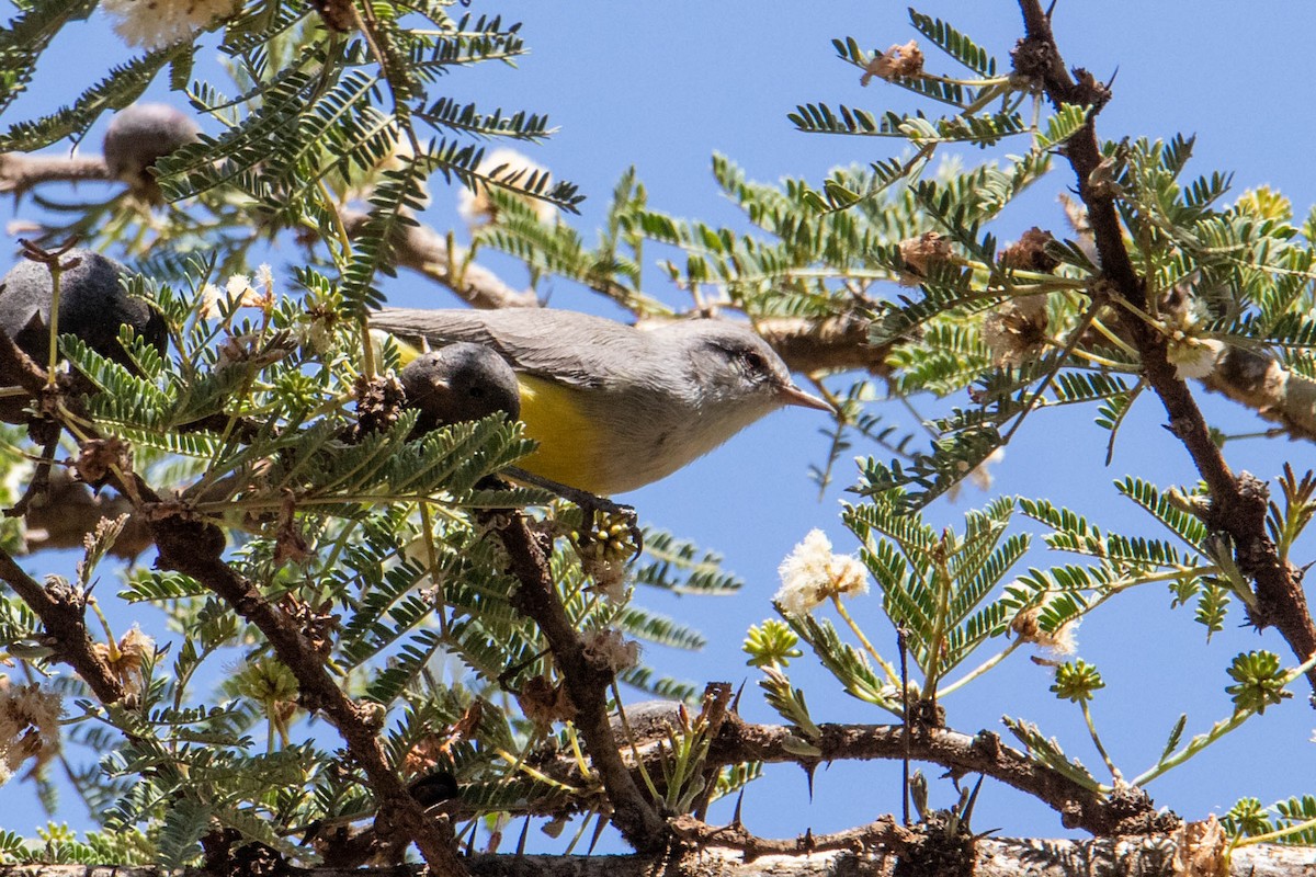 Yellow-bellied Eremomela - ML315410001