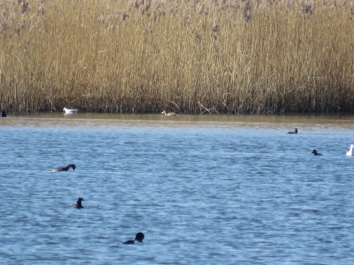 Northern Pintail - ML315410801