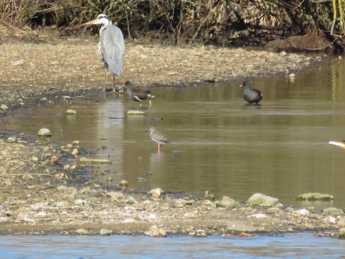 Common Redshank - ML315410951