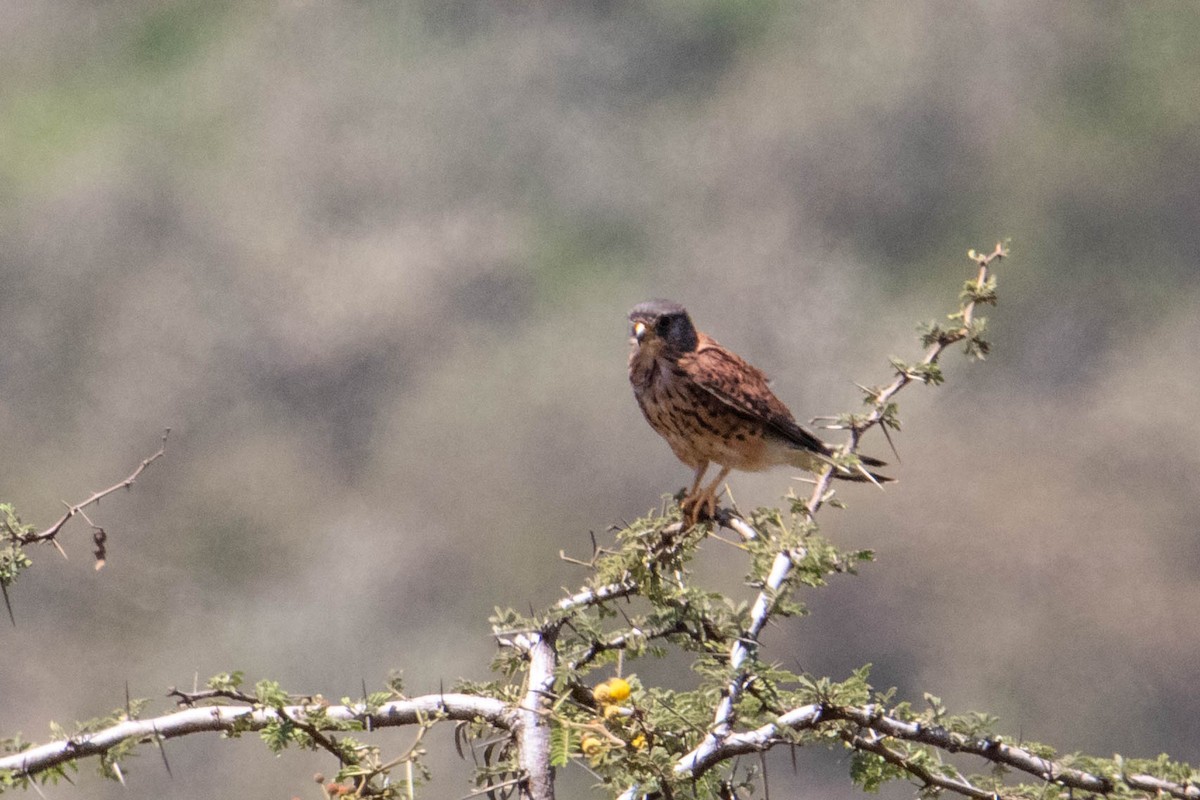 Eurasian Kestrel (Rufescent) - ML315410961