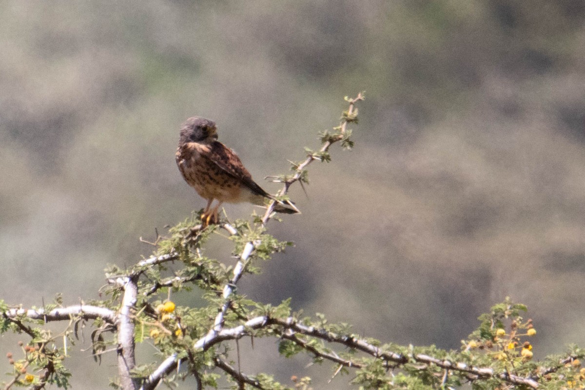 Eurasian Kestrel (Rufescent) - ML315410971
