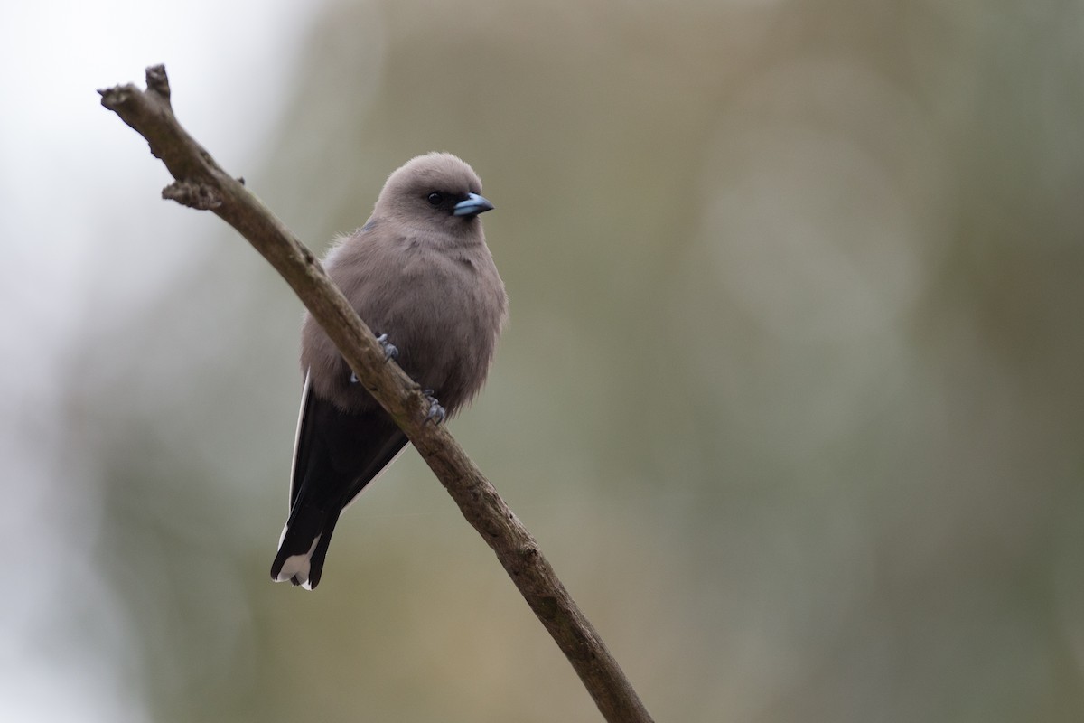 Dusky Woodswallow - Chris Wood