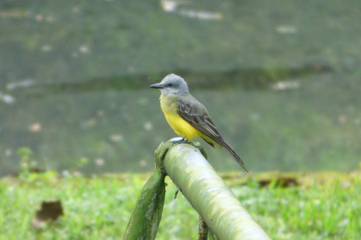 Tropical Kingbird - ML315411491