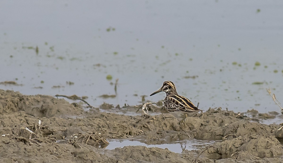 Jack Snipe - ML315411561