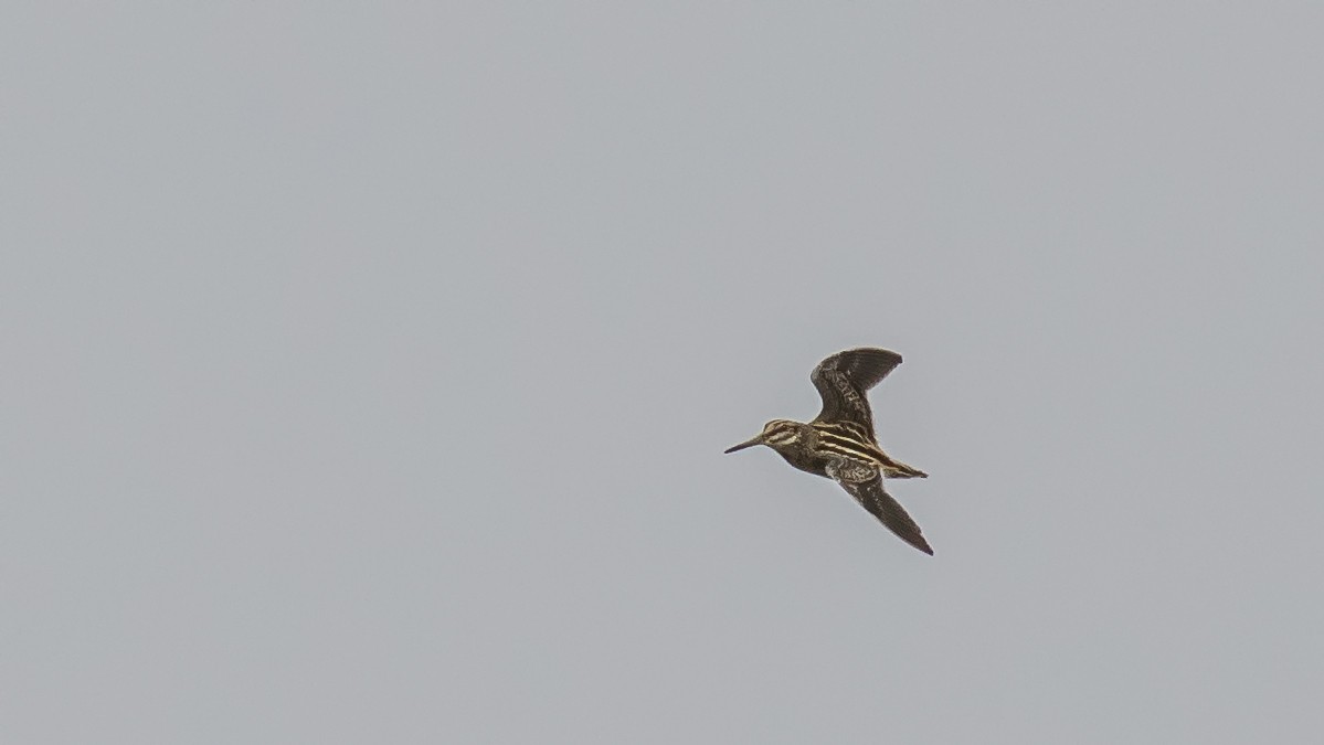 Jack Snipe - ML315411571