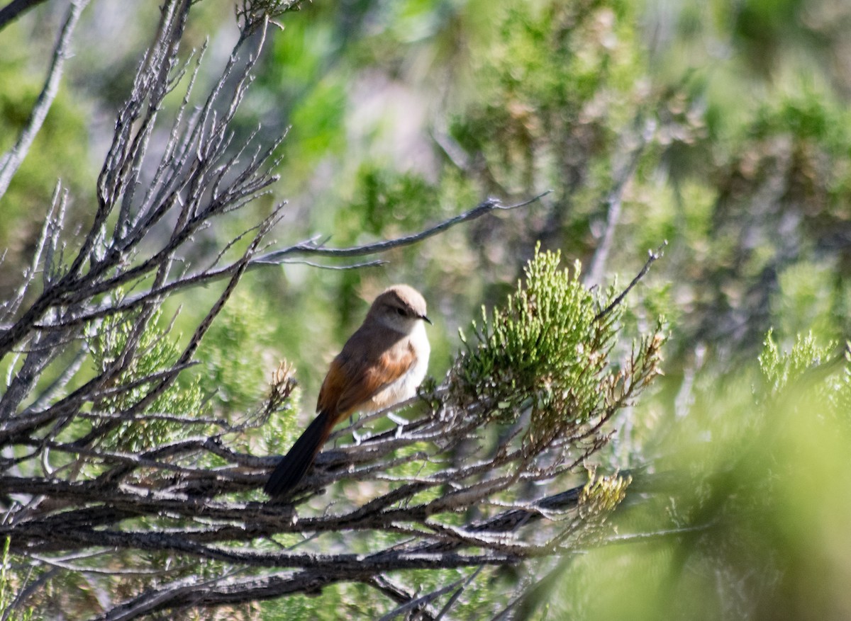 Plain-mantled Tit-Spinetail - ML315411881