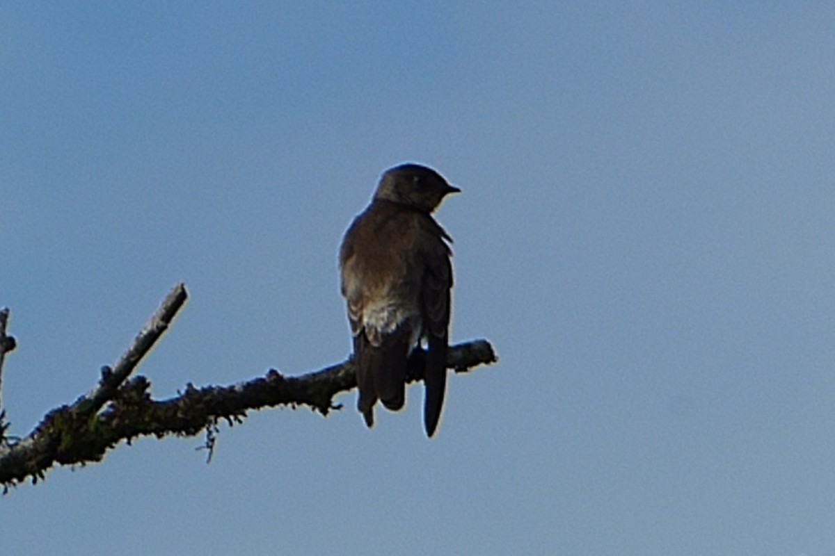 Southern Rough-winged Swallow - ML315412071