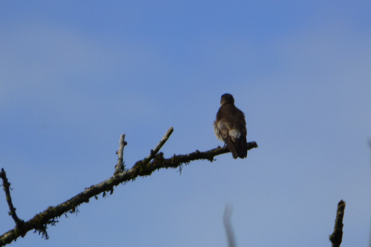 Southern Rough-winged Swallow - ML315412081