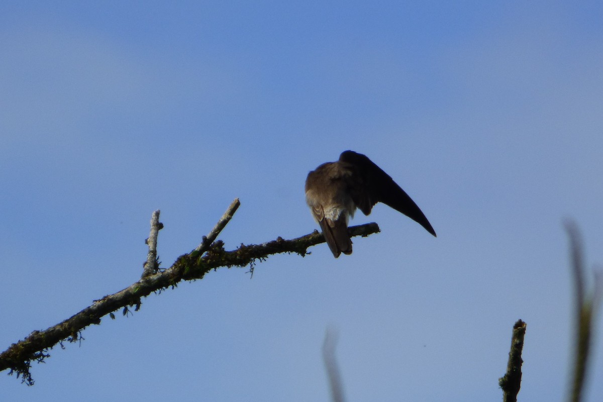 Southern Rough-winged Swallow - ML315412091