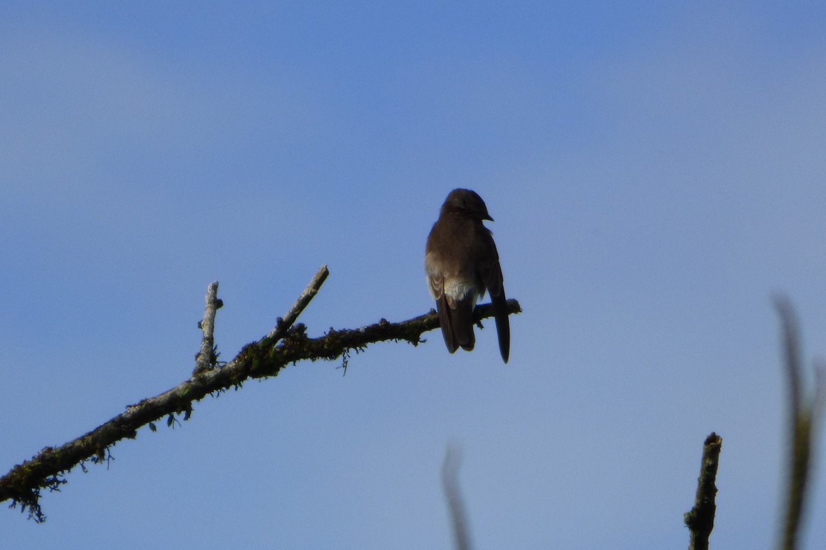 Southern Rough-winged Swallow - ML315412111