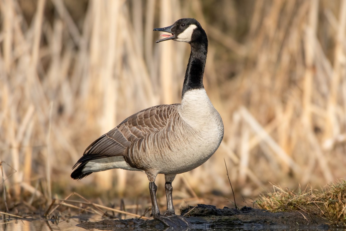 Canada Goose - Matthew Plante