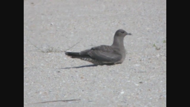 Long-tailed Jaeger - ML315414431