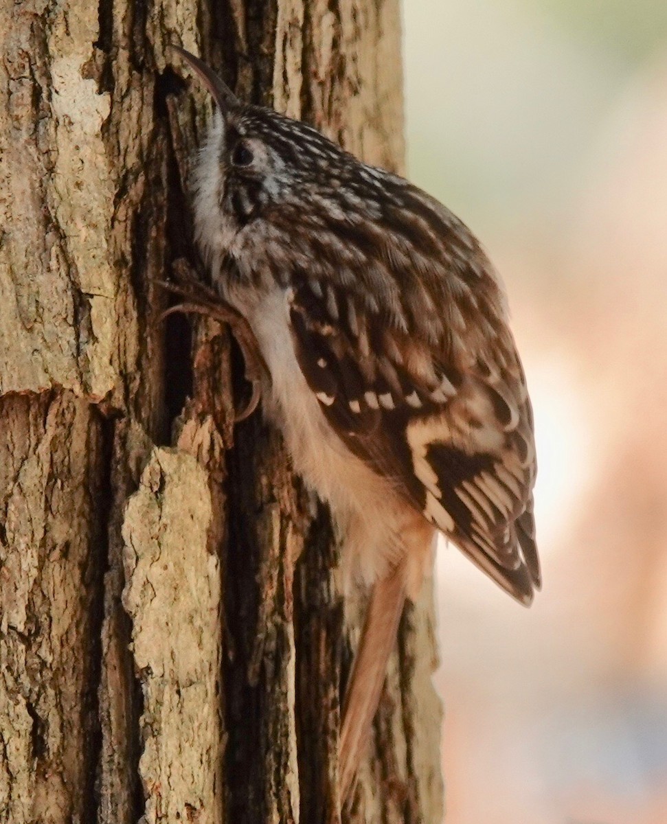 Brown Creeper - ML315415081