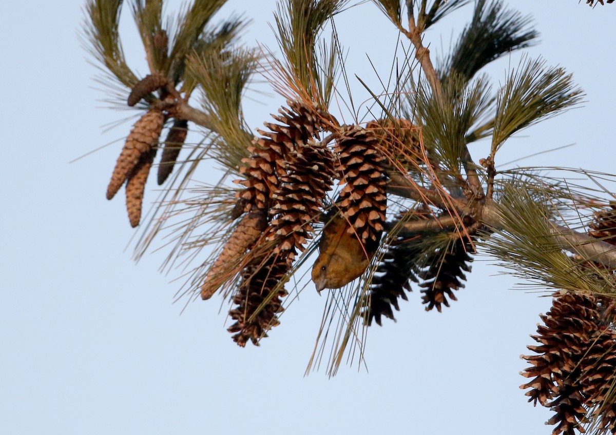 Red Crossbill (Northeastern or type 12) - ML315415101