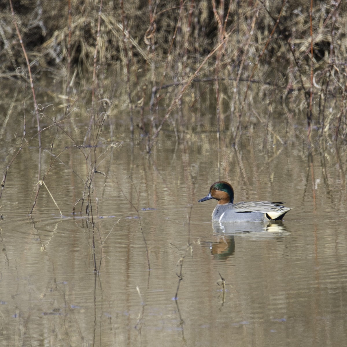 Green-winged Teal - Alan Plummer