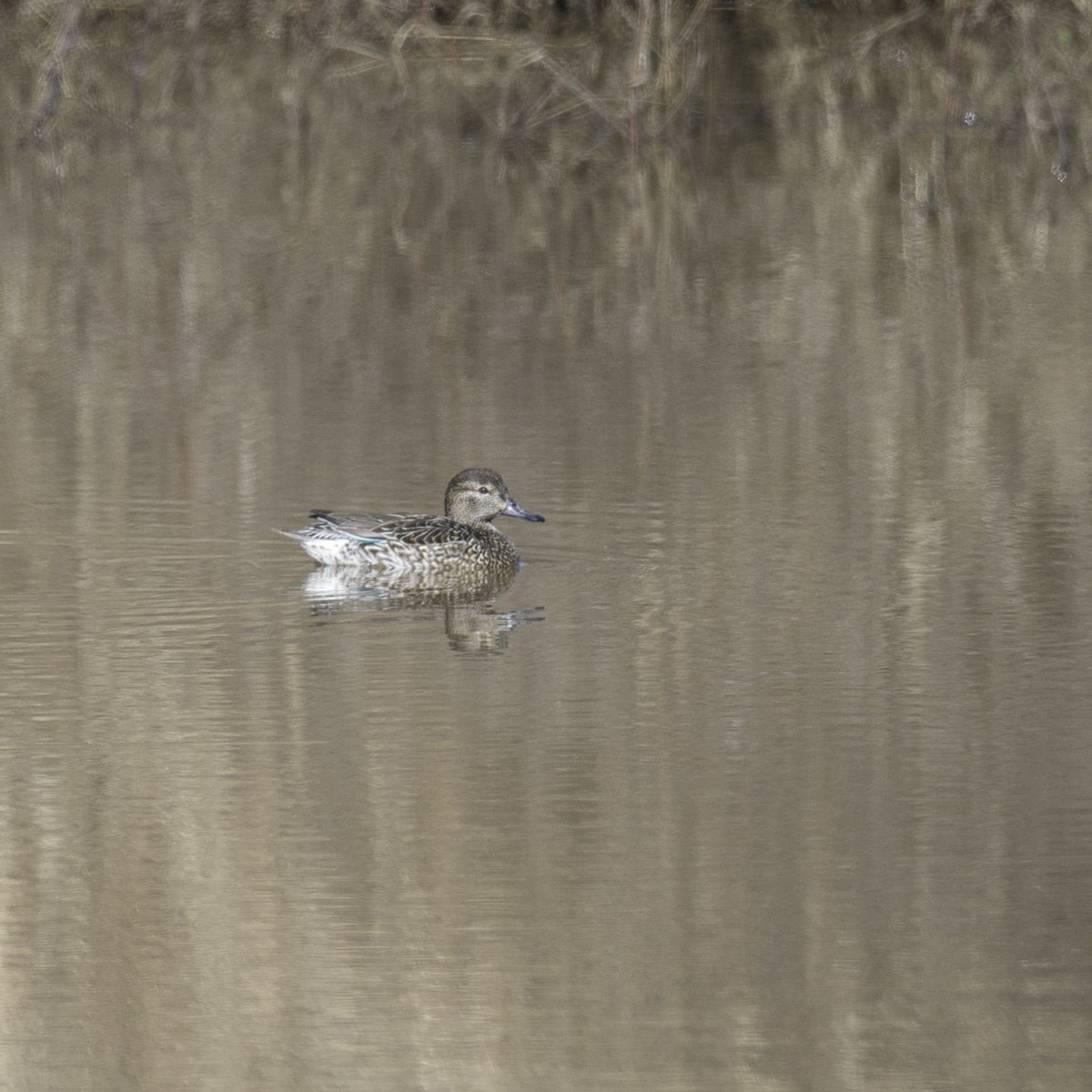 Green-winged Teal - ML315417561