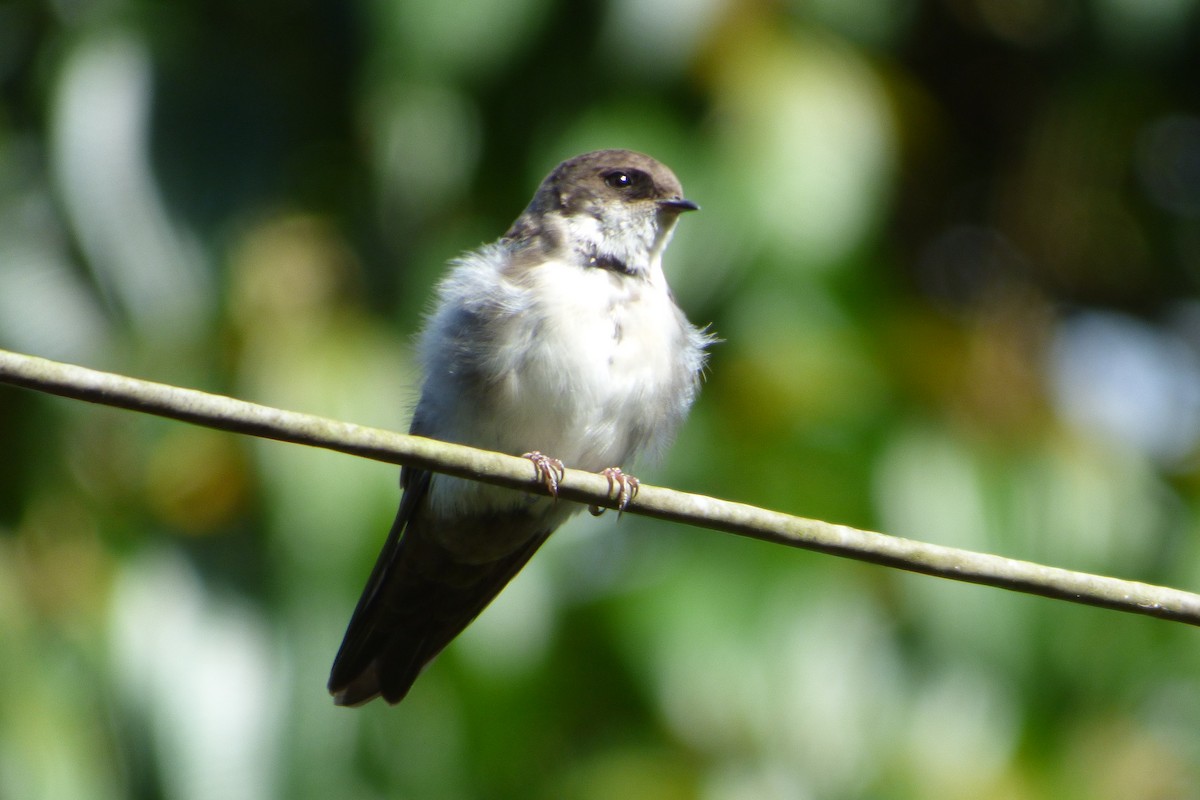 Blue-and-white Swallow - ML315418111