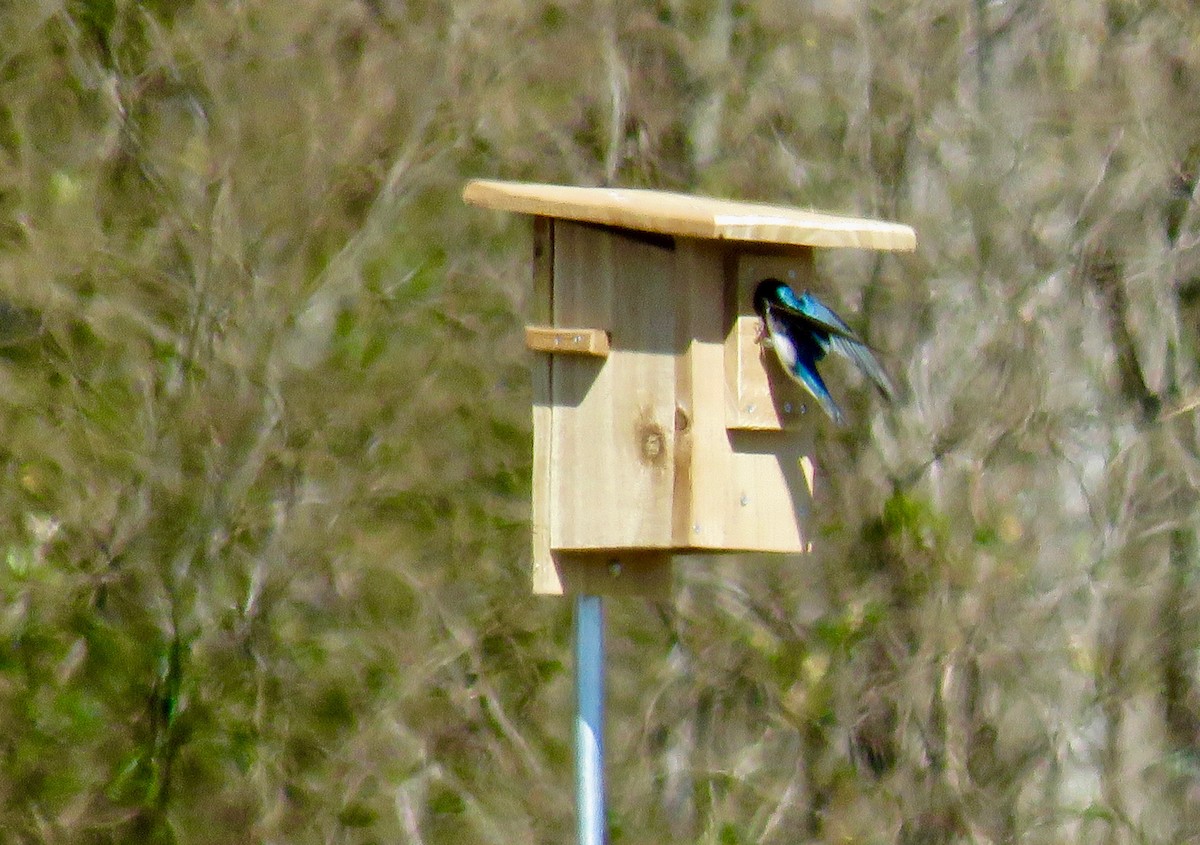 Tree Swallow - ML315418861