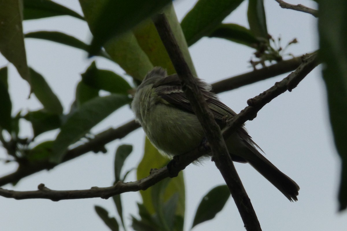 Southern Beardless-Tyrannulet - ML315419391