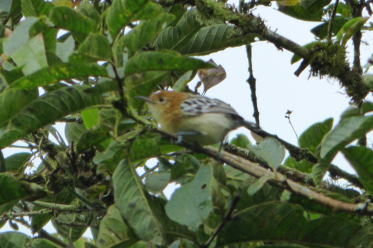 Pacific Antwren - ML315420171