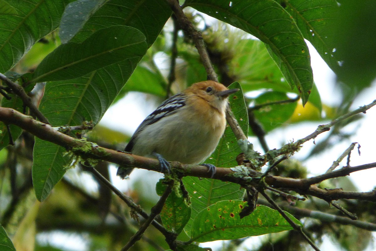 Pacific Antwren - ML315420201