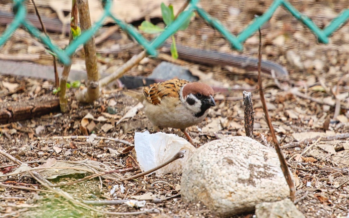 Eurasian Tree Sparrow - ML315420711