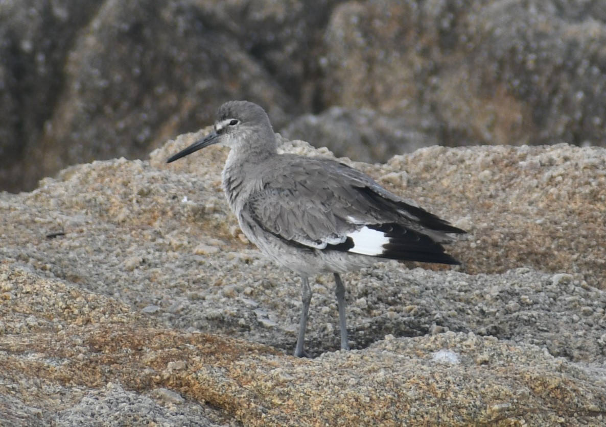 Willet - ML315424201