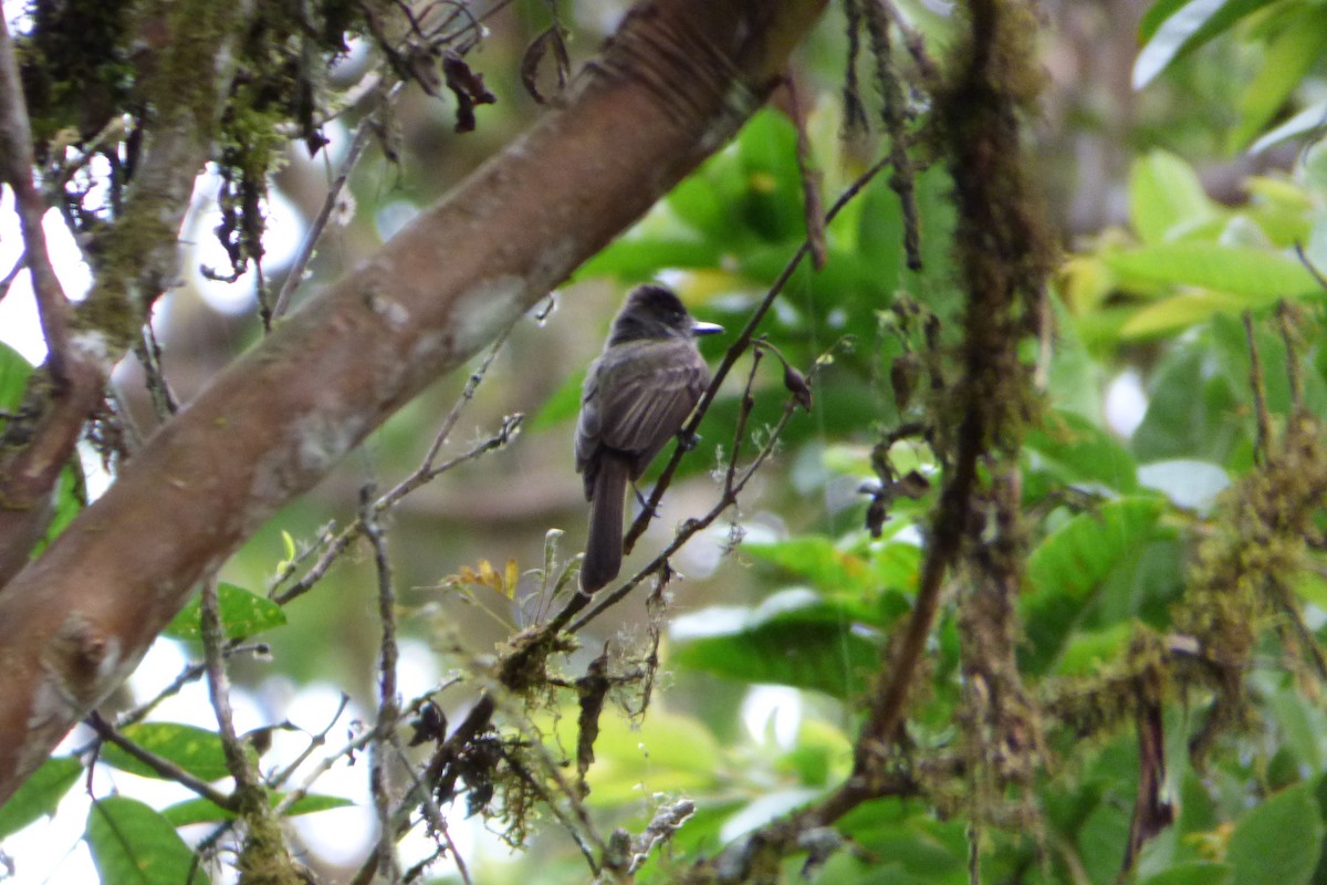 Dusky-capped Flycatcher - Juan Manuel Pérez de Ana