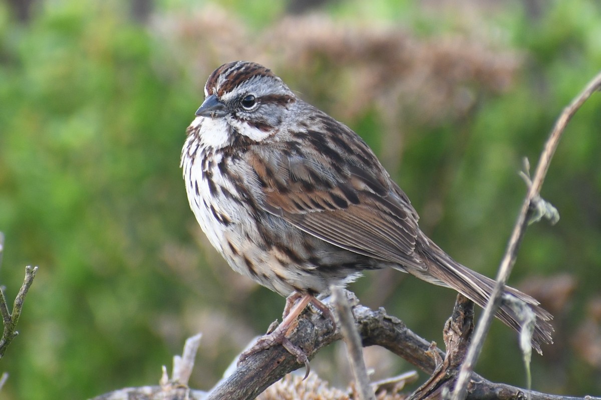 Song Sparrow (heermanni Group) - Michele Suzann