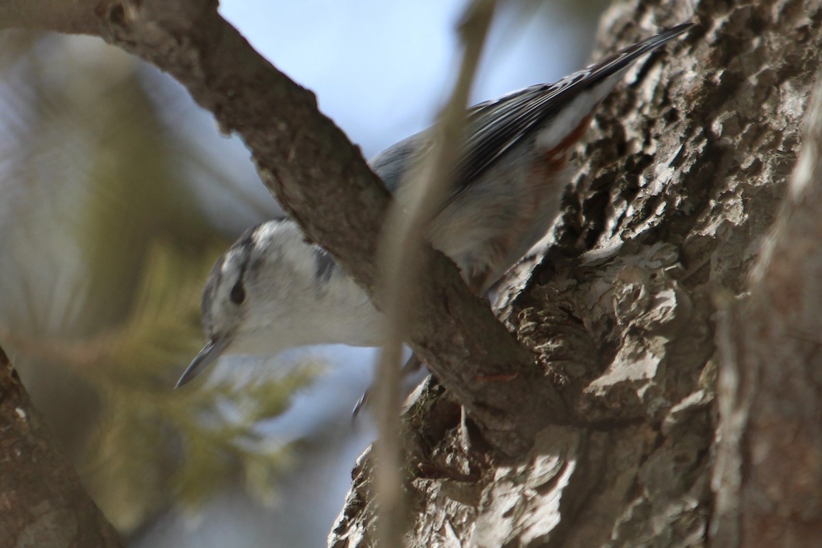 White-breasted Nuthatch - Janet  Kelly