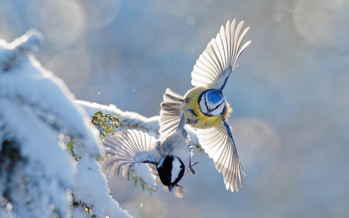Eurasian Blue Tit - ML315426811