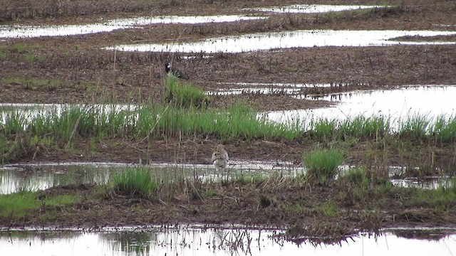 Eurasian Curlew - ML315427321