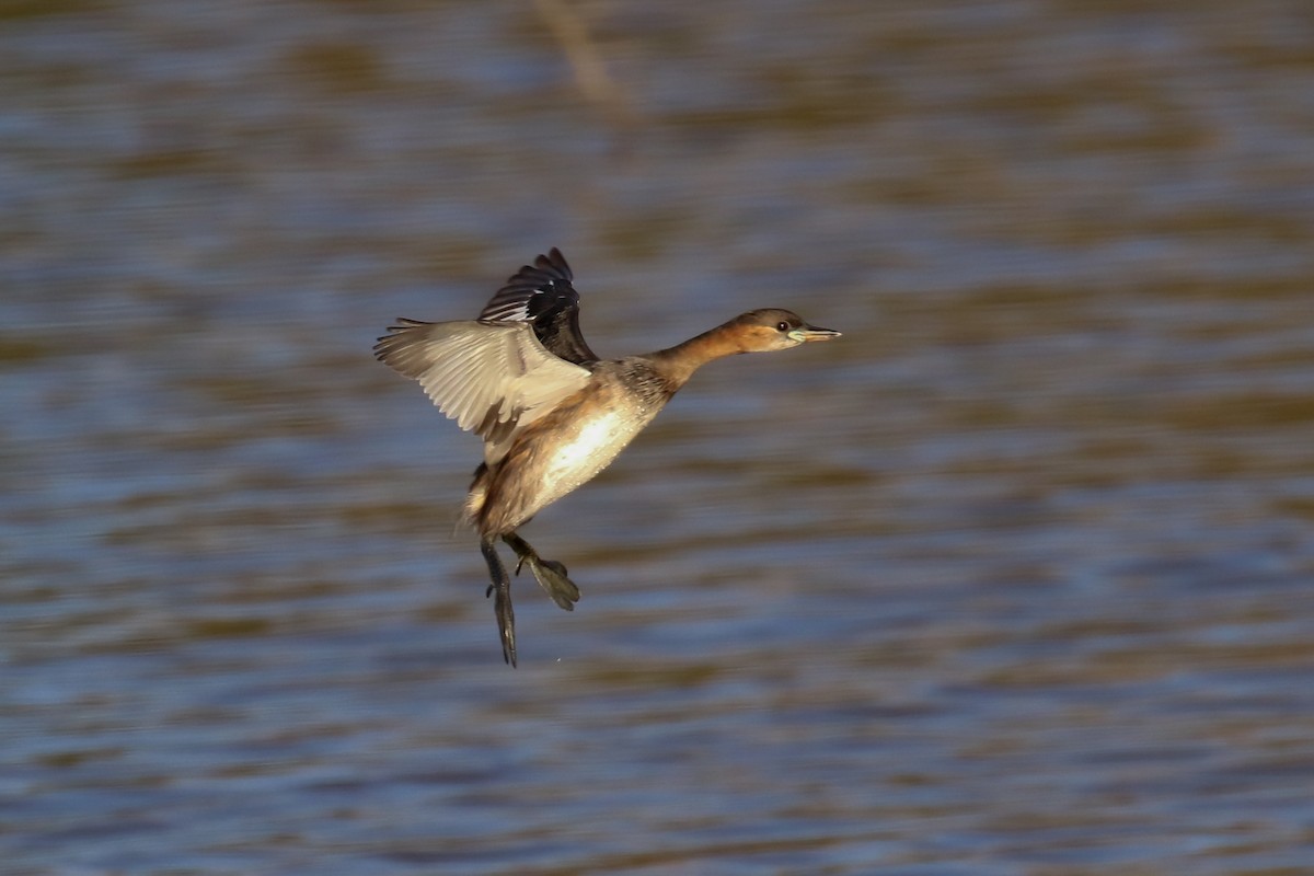 Little Grebe - Fikret Ataşalan