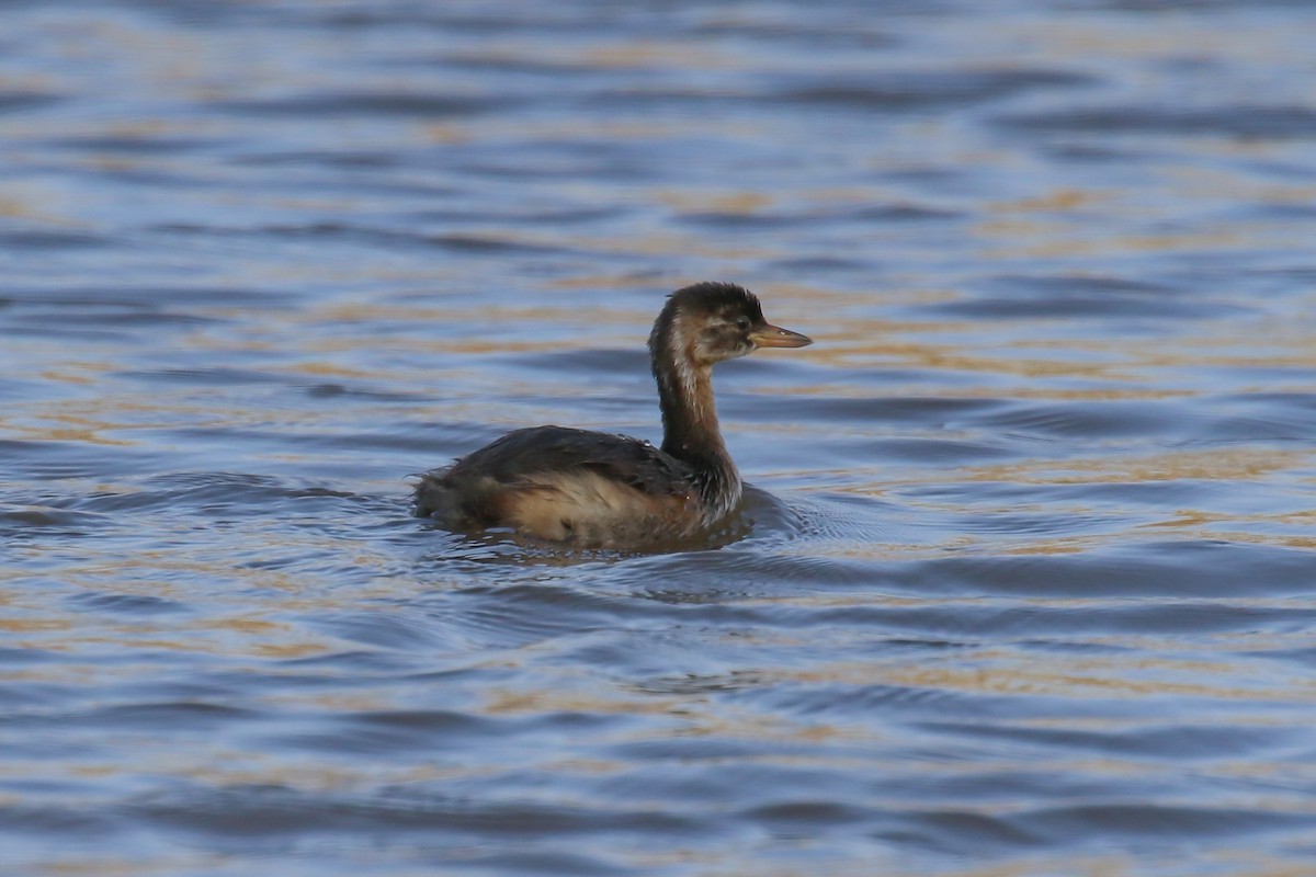 Little Grebe - Fikret Ataşalan