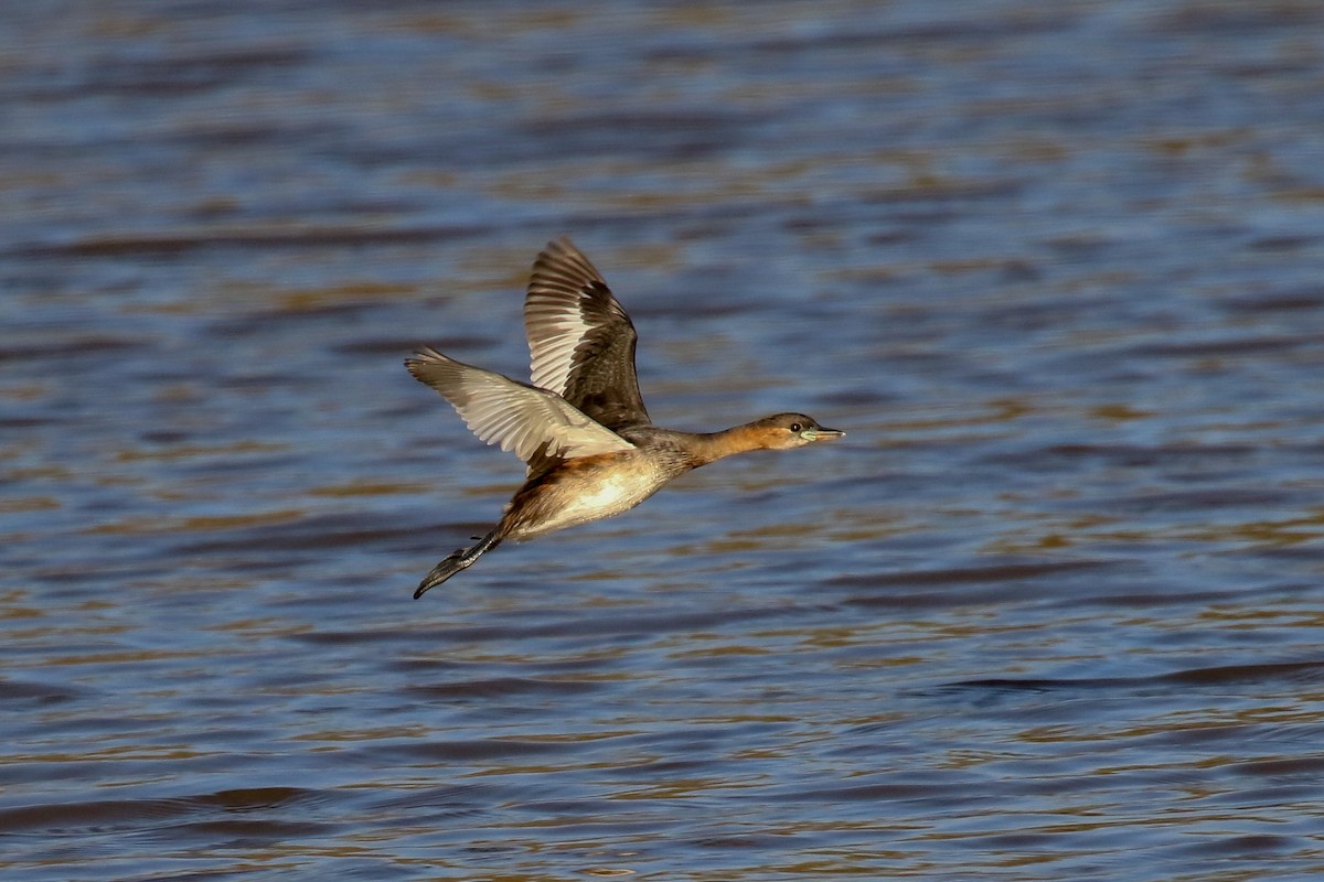 Little Grebe - ML315428741