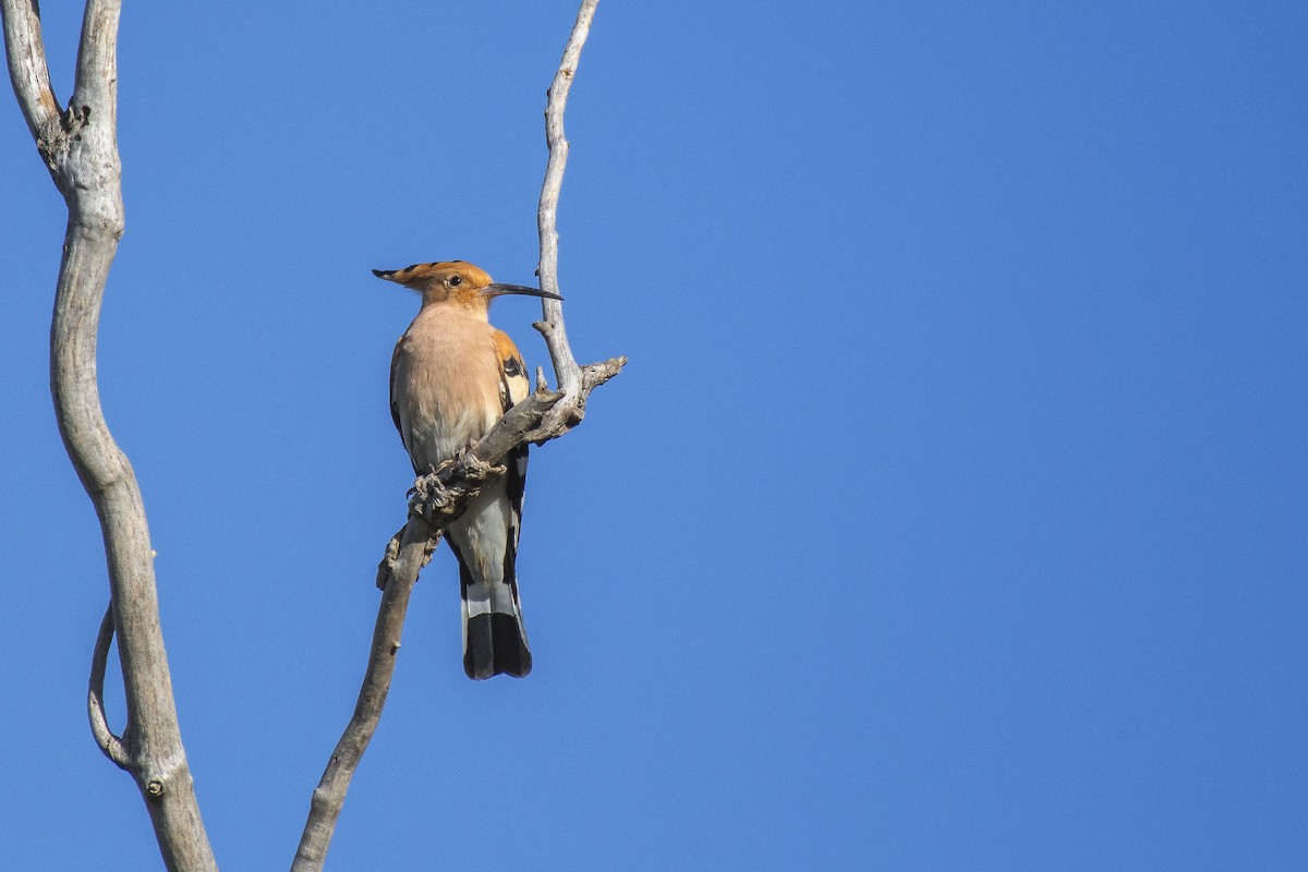 Common Hoopoe - ML315429151