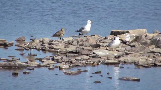 Eurasian Curlew - ML315429311