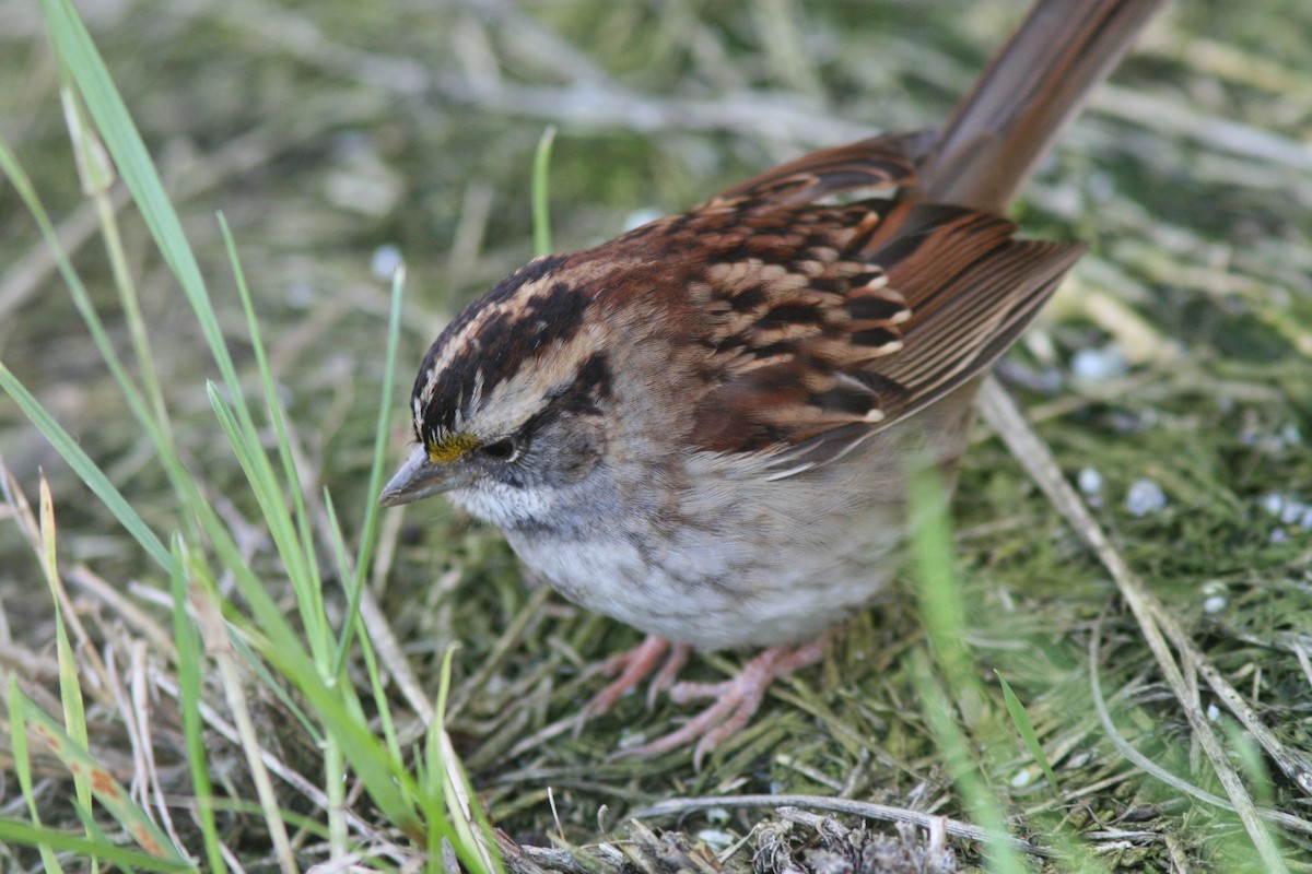 White-throated Sparrow - Justyn Stahl
