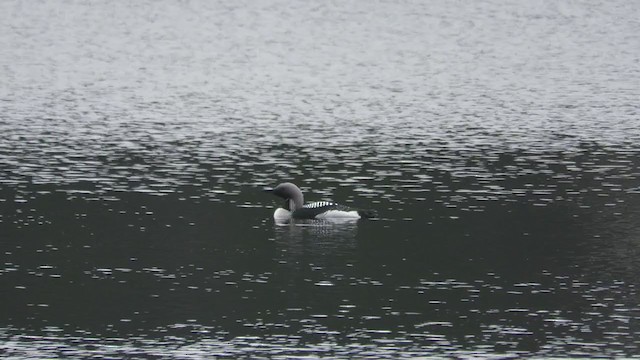 Arctic Loon - ML315433681