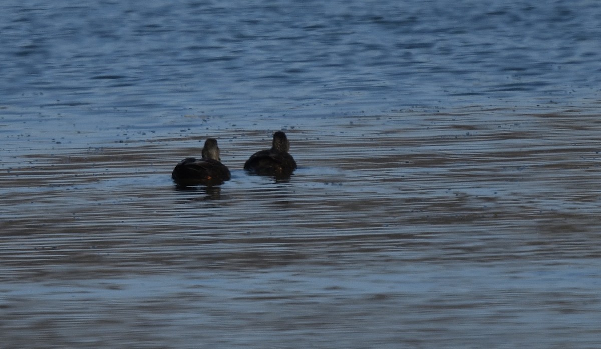 American Black Duck - ML315434771