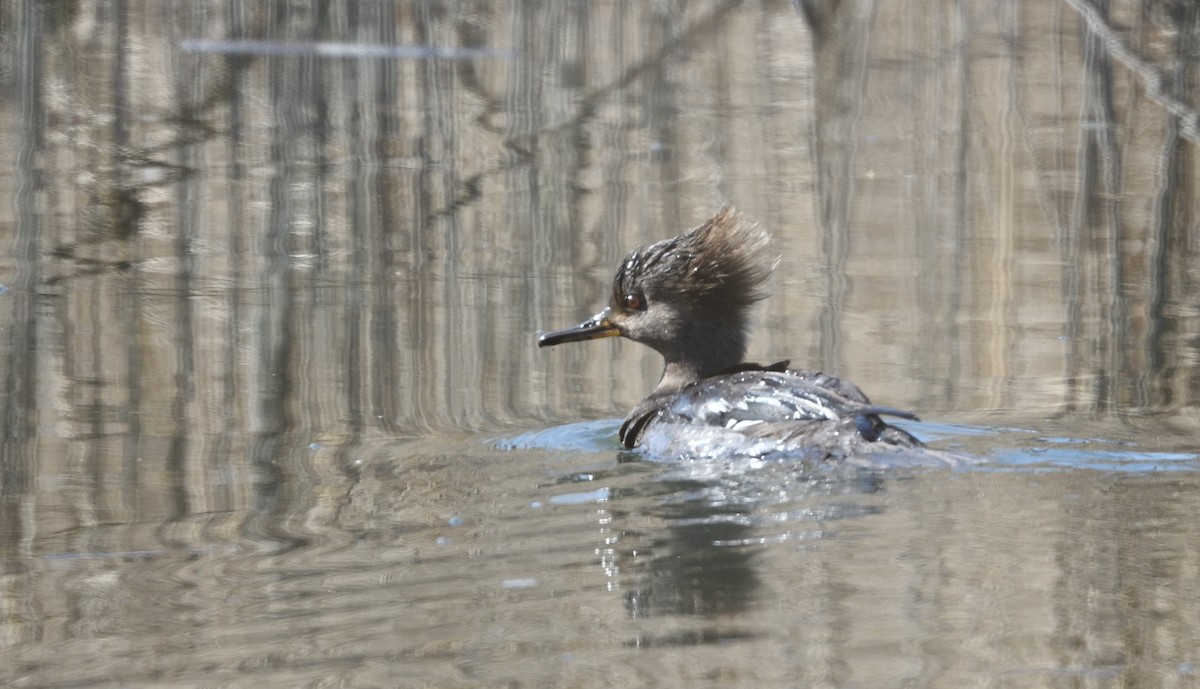 Hooded Merganser - ML315434791