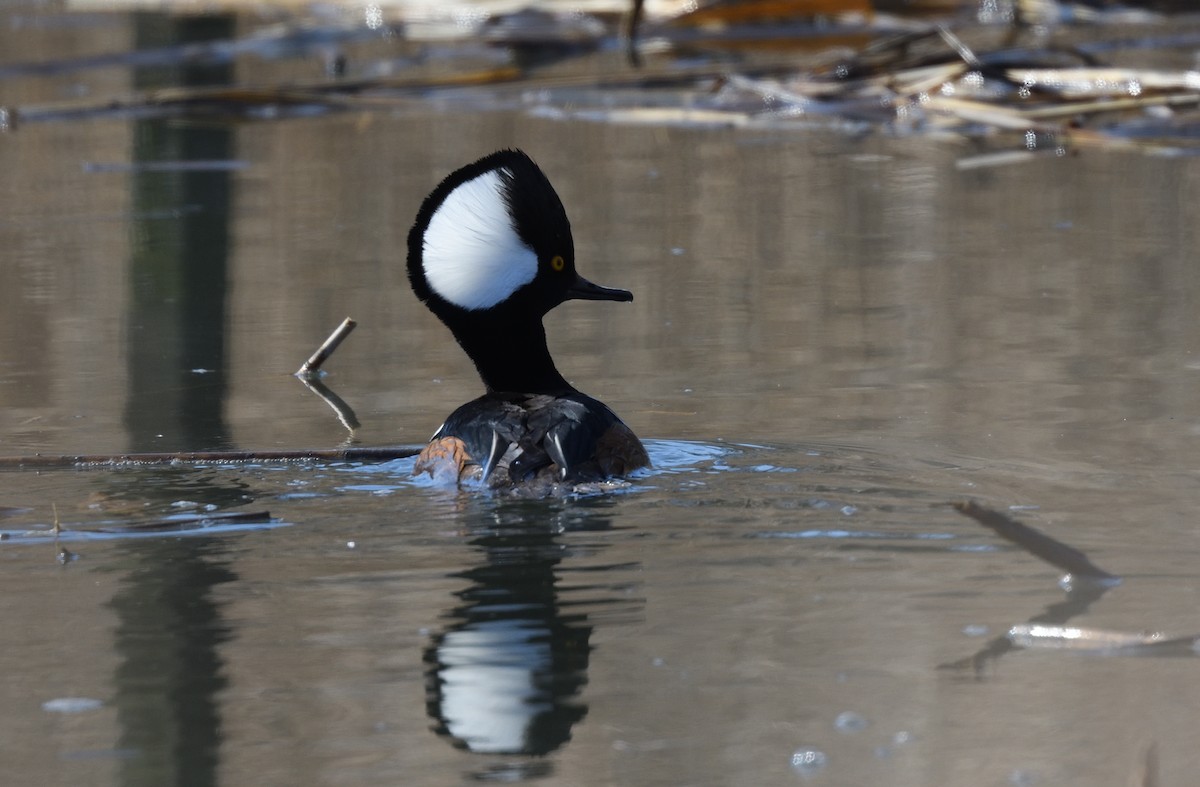 Hooded Merganser - ML315434821