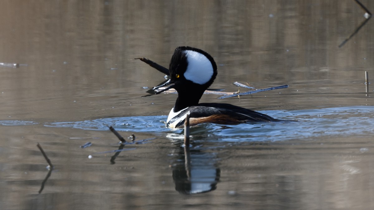 Hooded Merganser - ML315434841