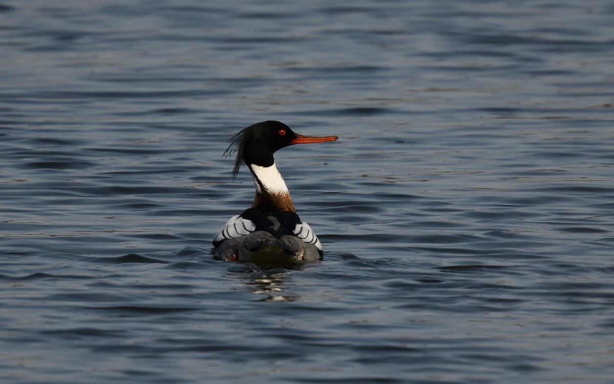 Red-breasted Merganser - Cesar Castillo