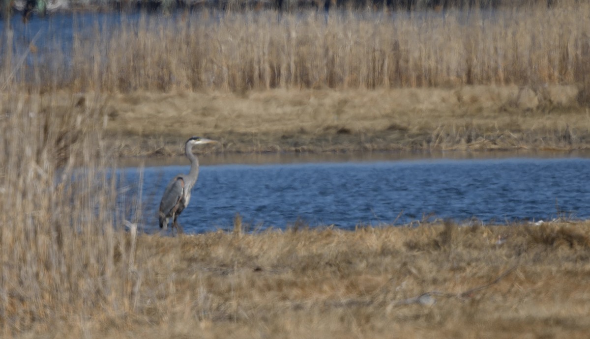 Great Blue Heron - ML315435531