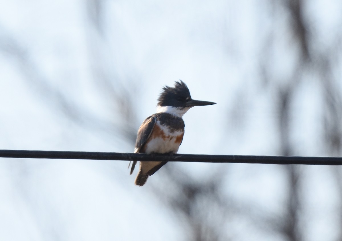 Belted Kingfisher - ML315435571